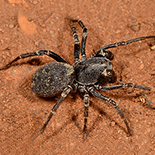 Capheris langi
